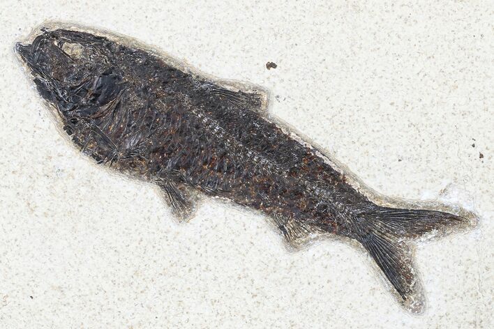 Fossil Fish (Knightia) - Green River Formation #179218